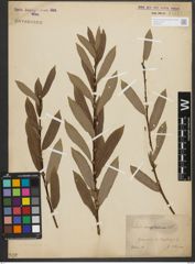 Foto von Salix triandra L.